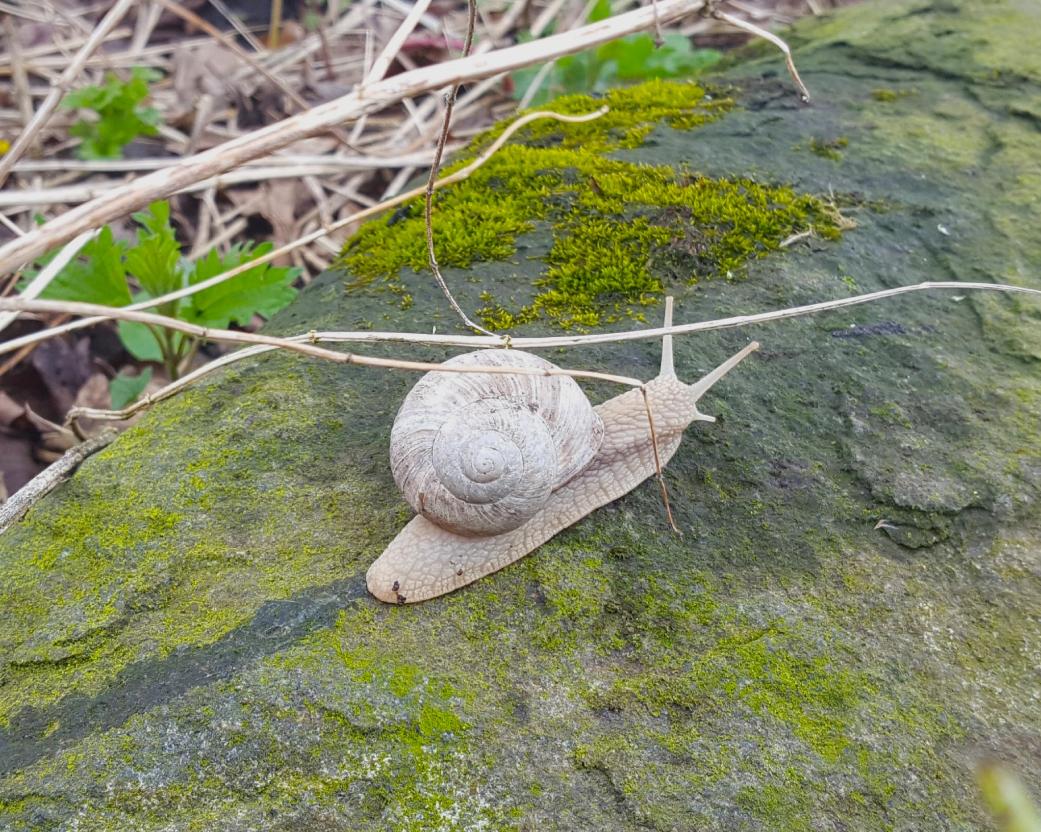 Schnecke