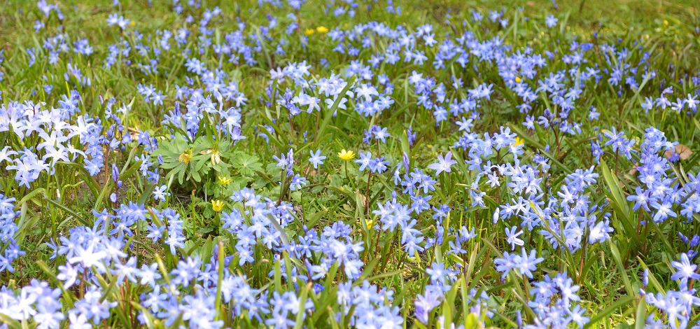 Es muss doch Frühling werden