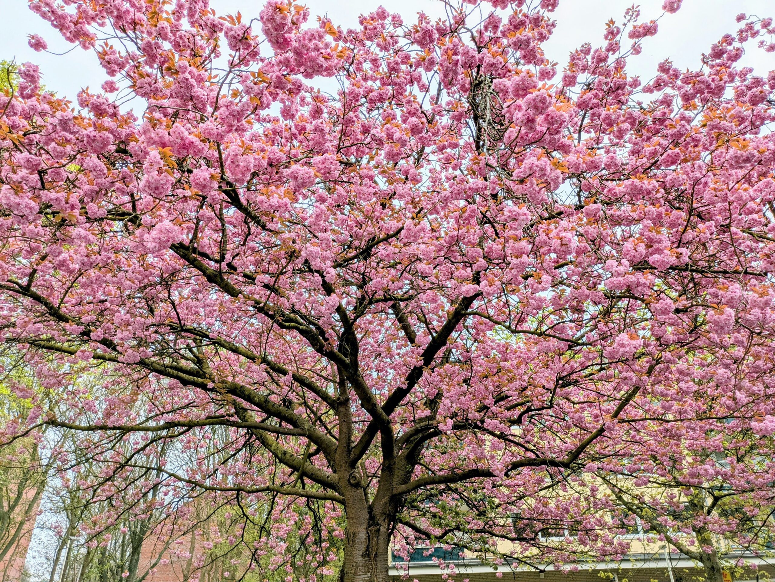 Kirschblüte