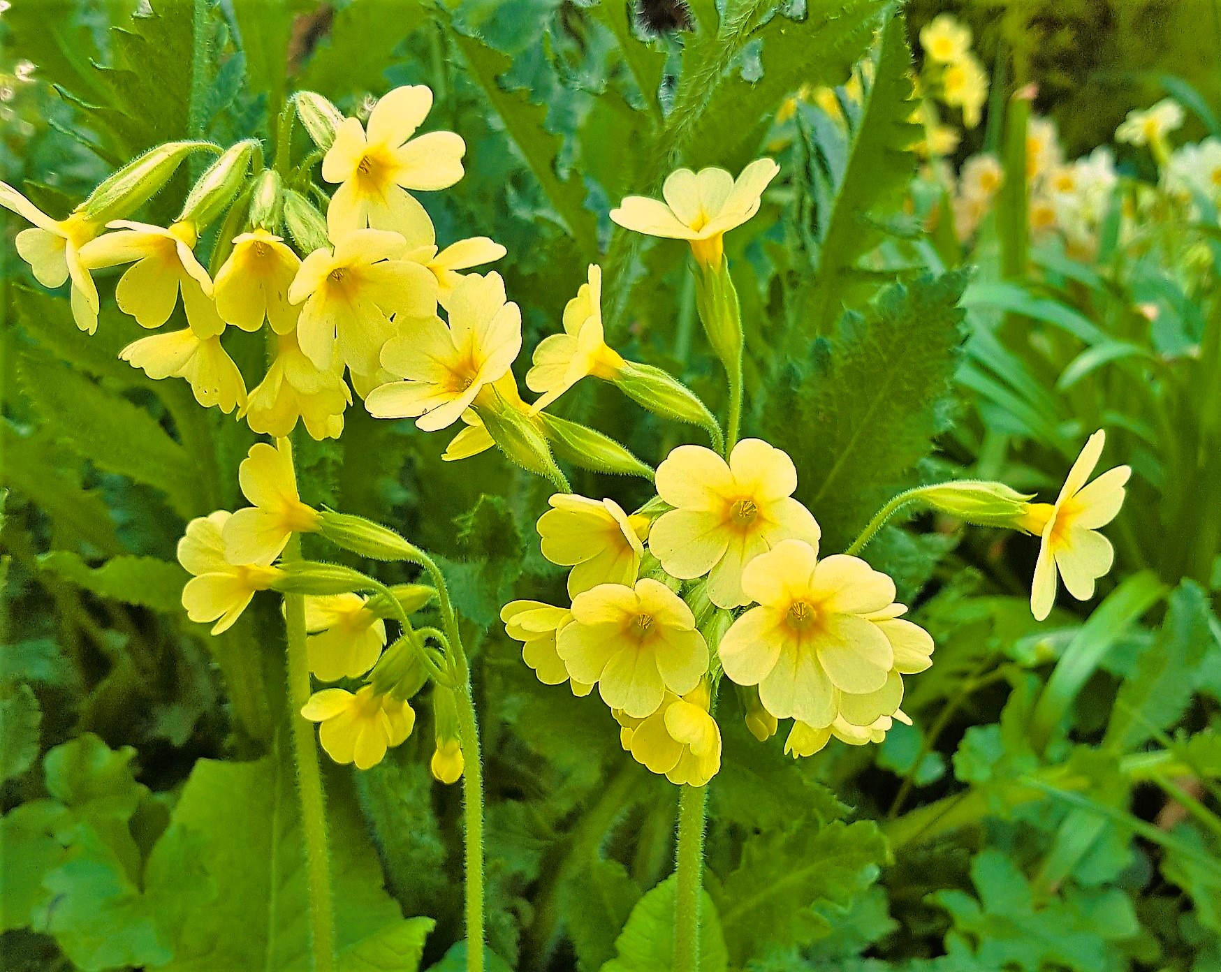 Schlüsselblume