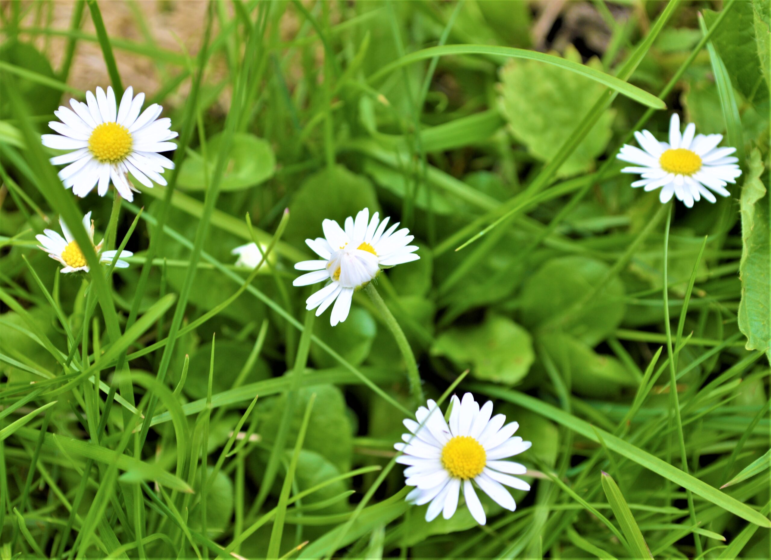 Gänseblümchen