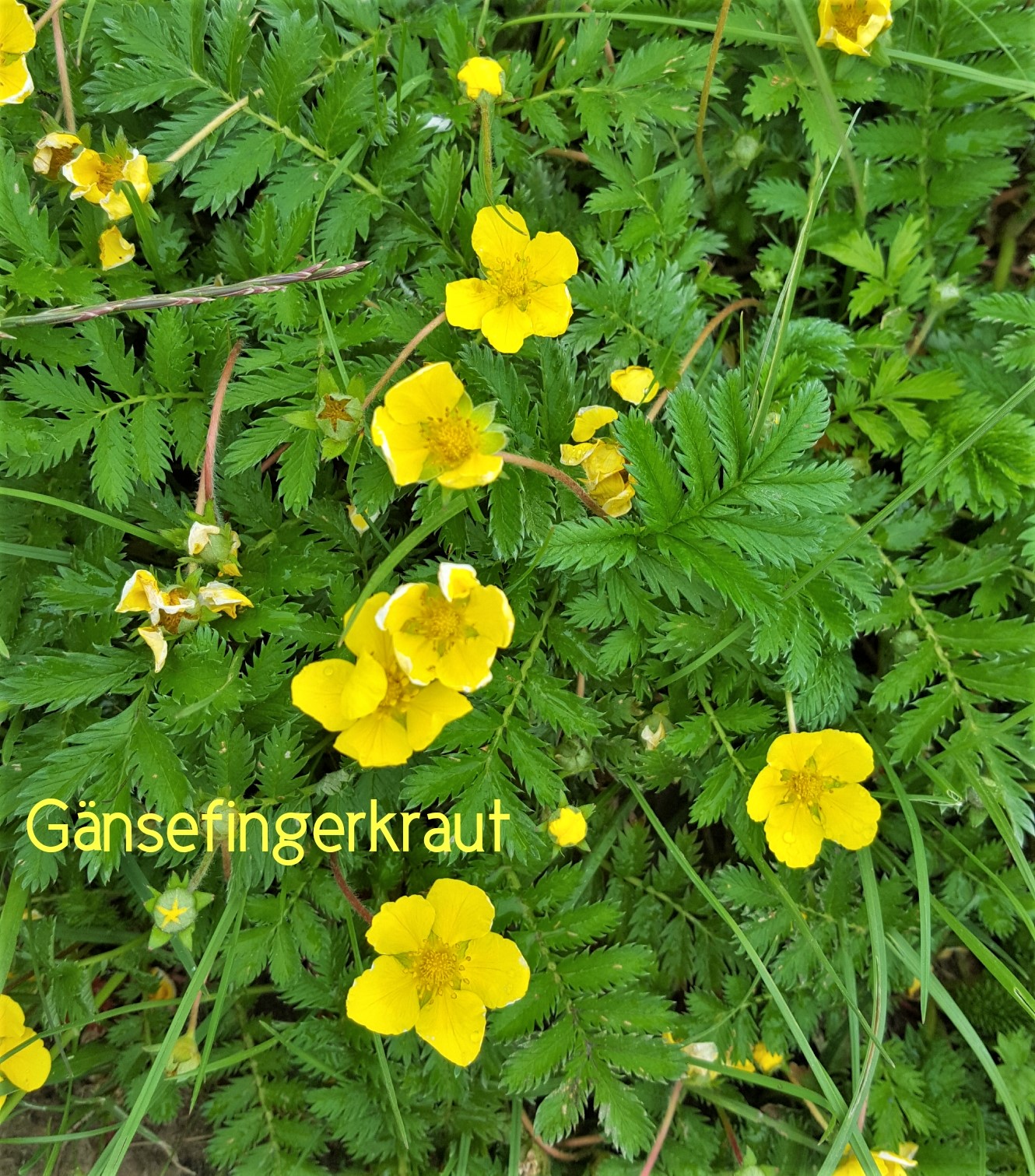 Gänsefingerkraut