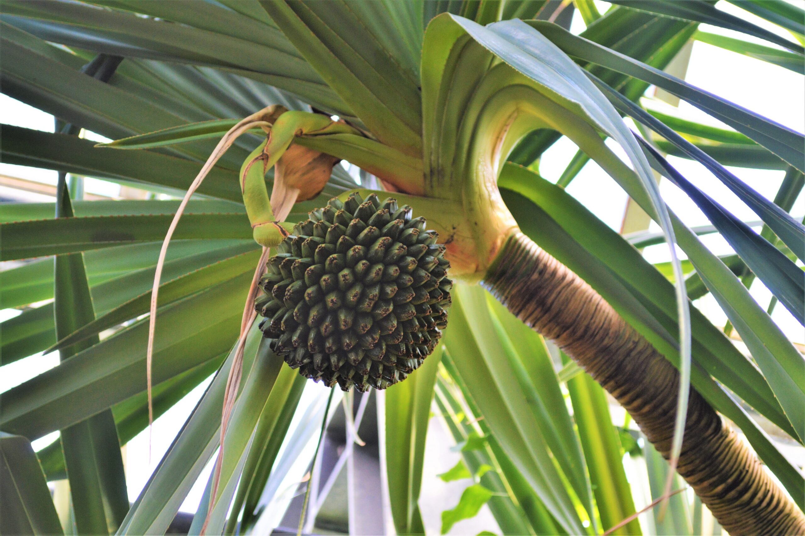 Schraubenbaum