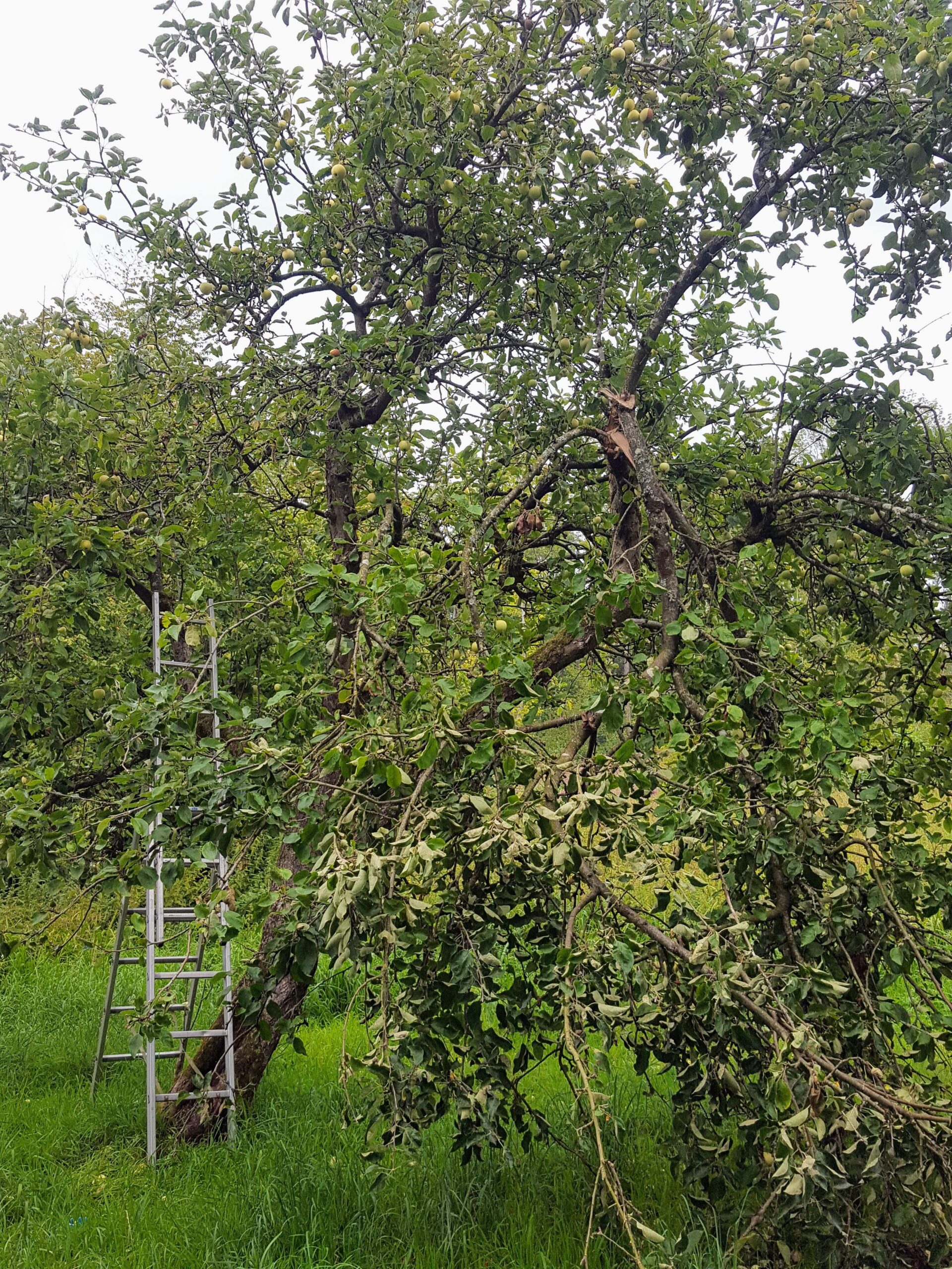Der September