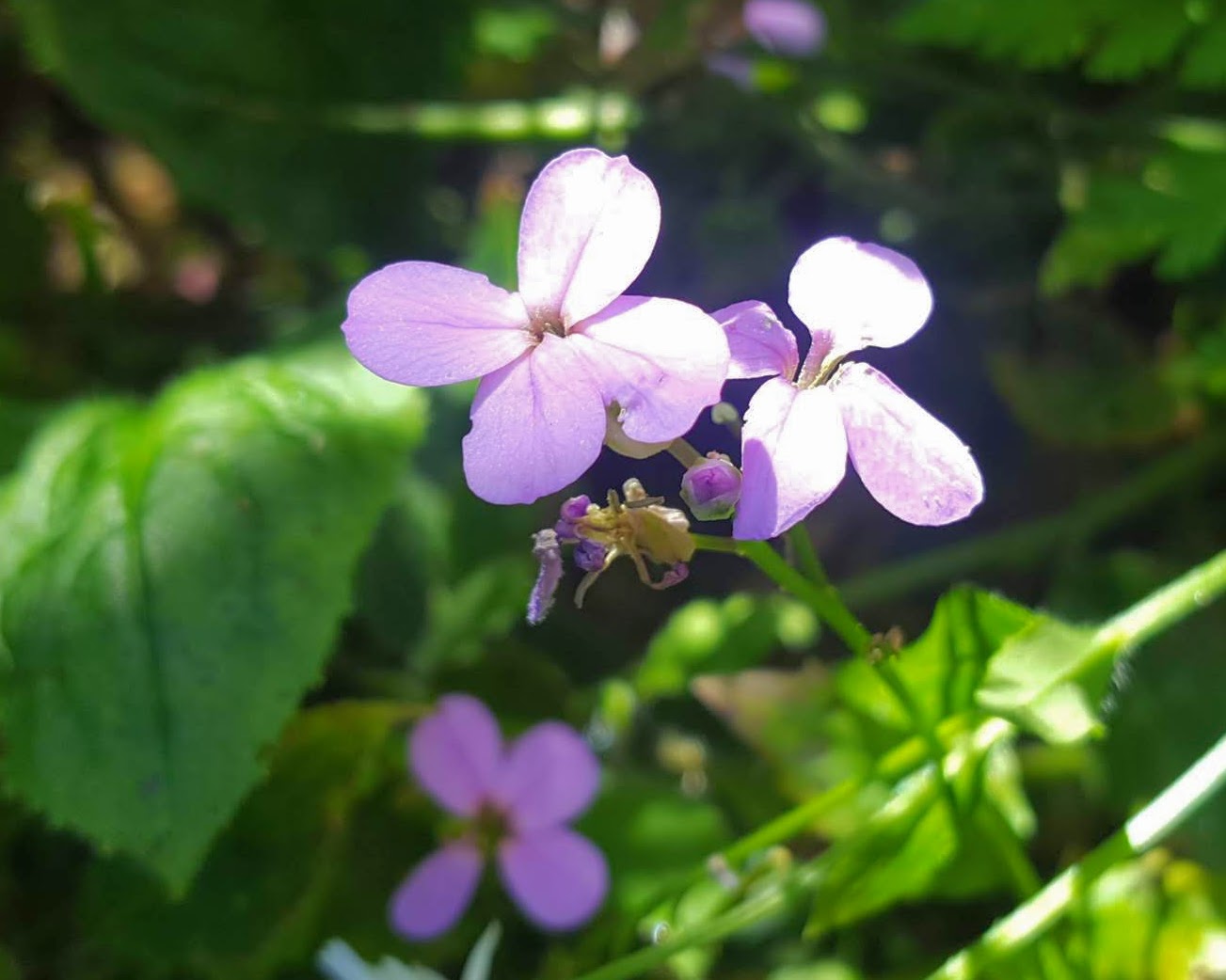 5. August