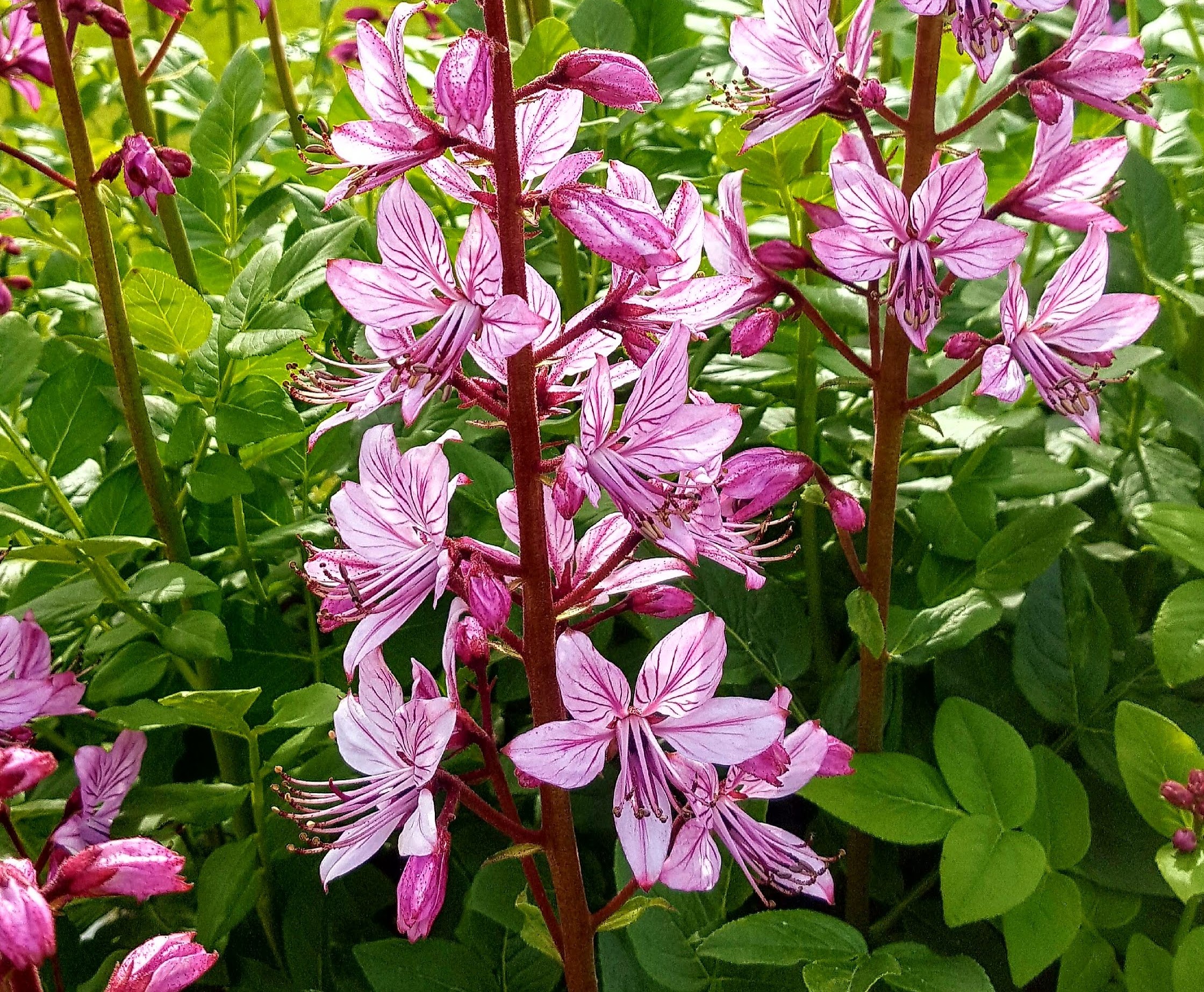 6. August
