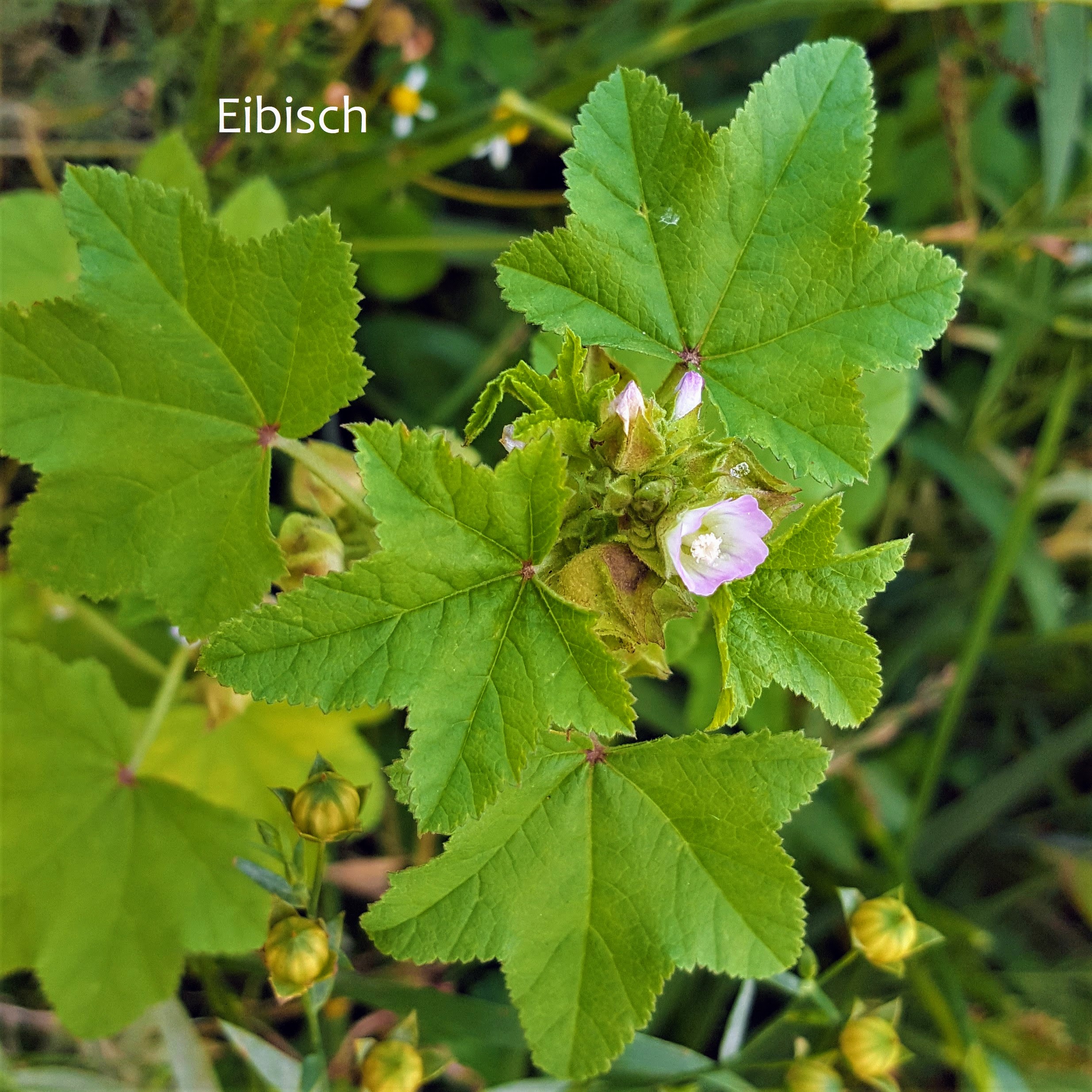Eibisch