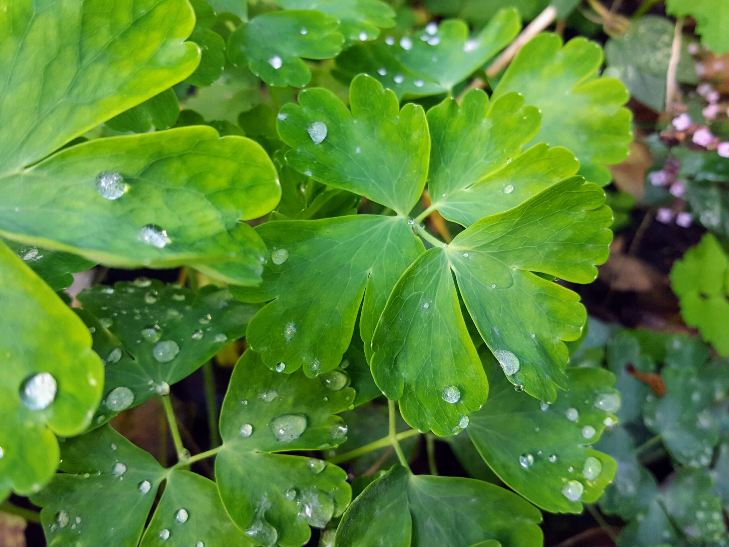 8. September