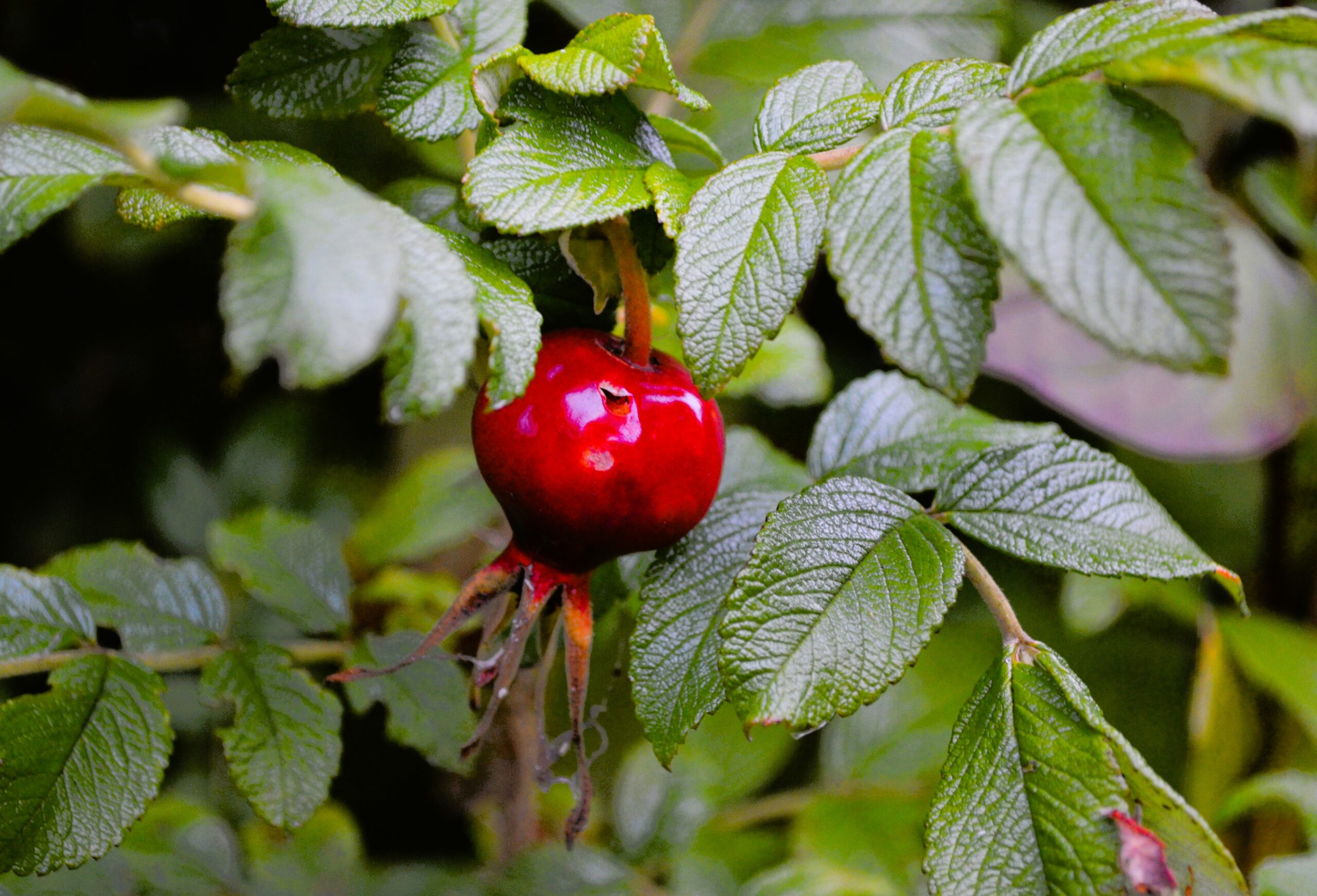 Herbsttag