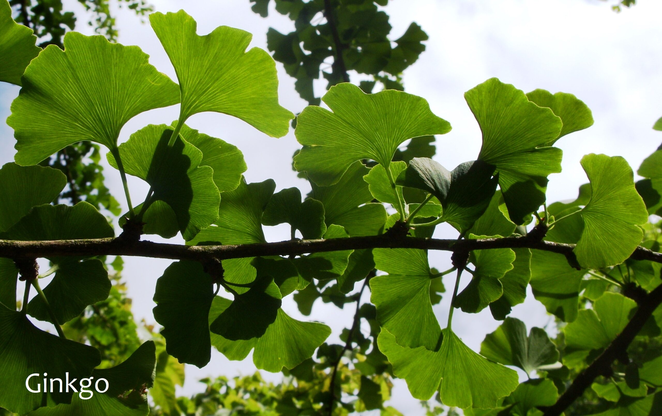 Ginkgo biloba