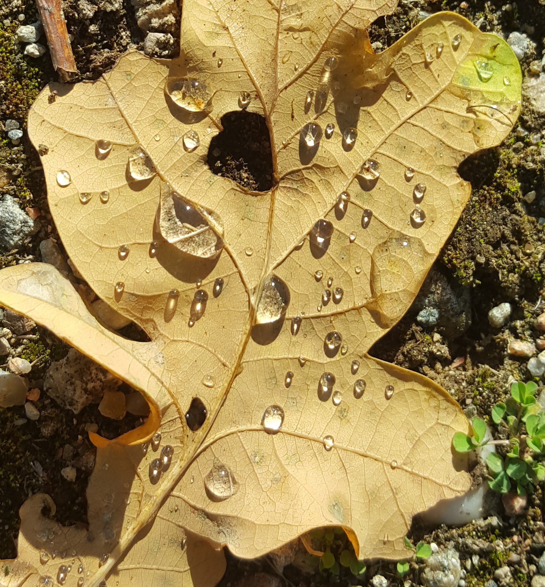 7. Oktober