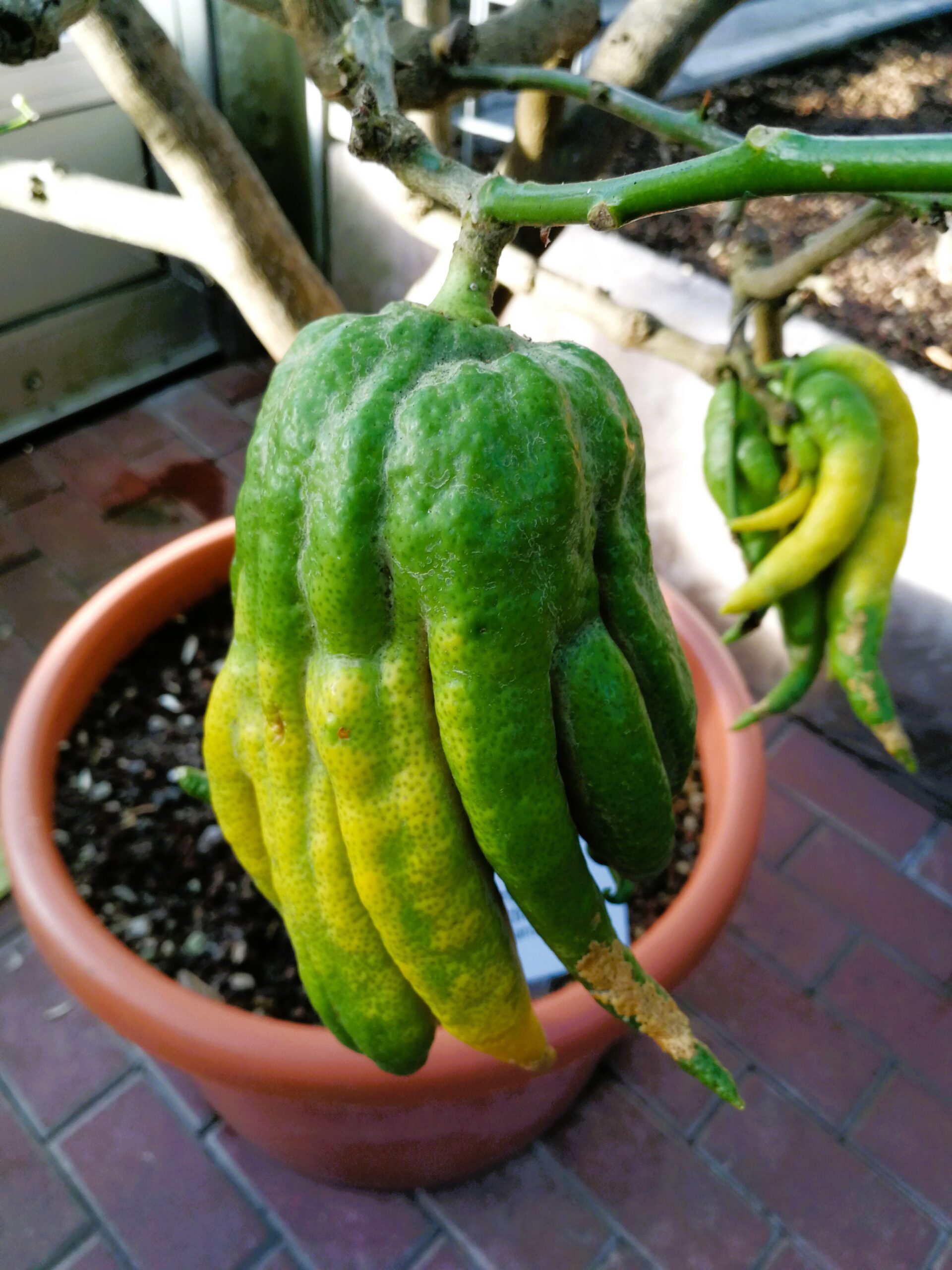 Buddhas Hand
