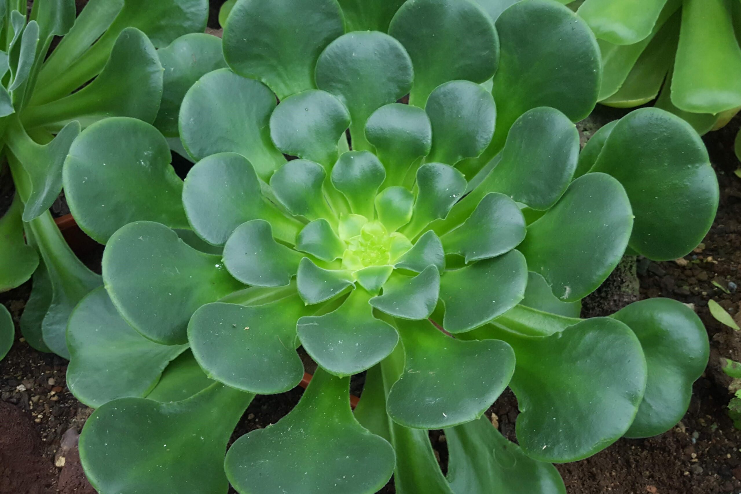 Botanischer Garten Nov. 2021