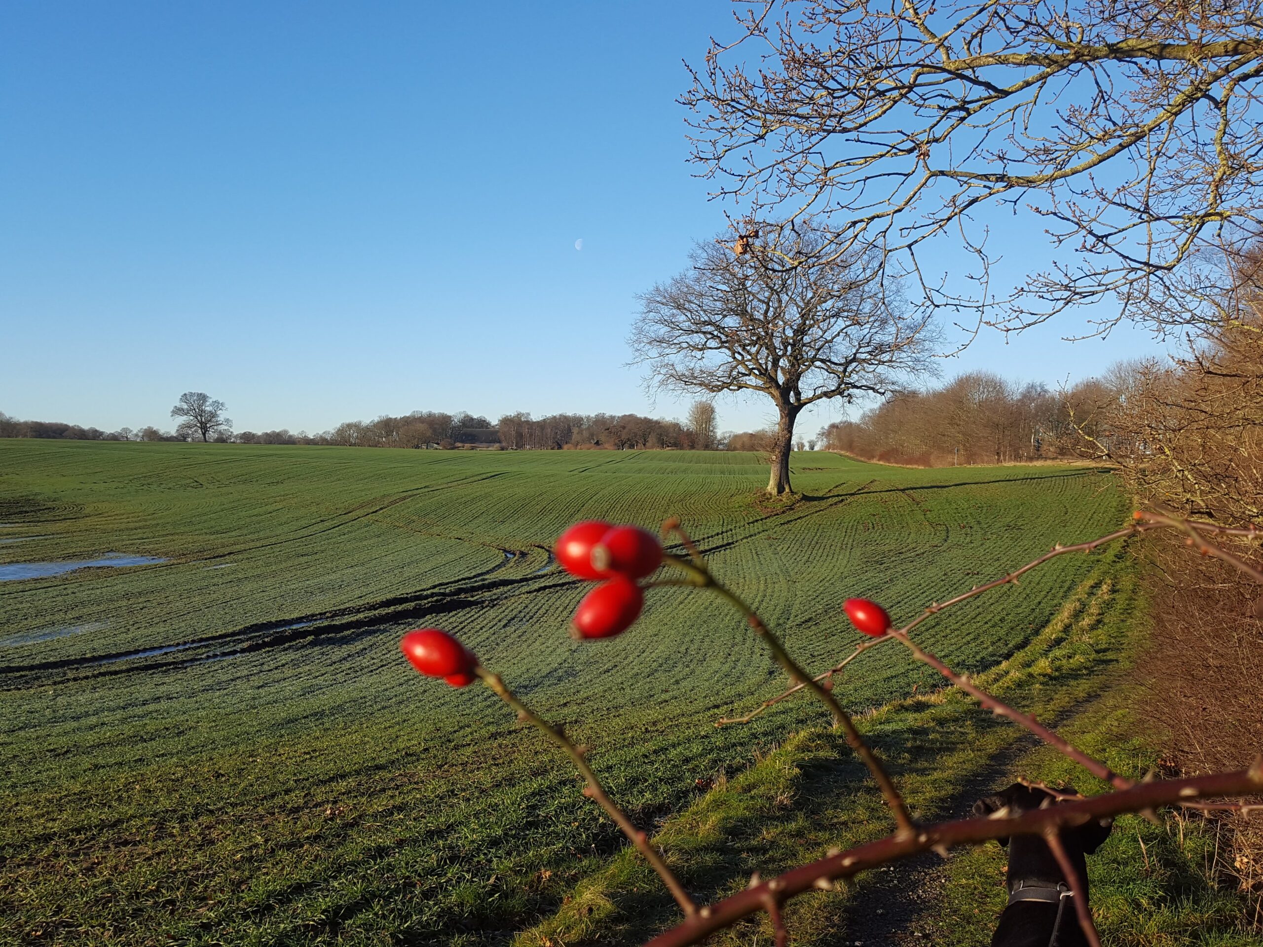 7. Januar