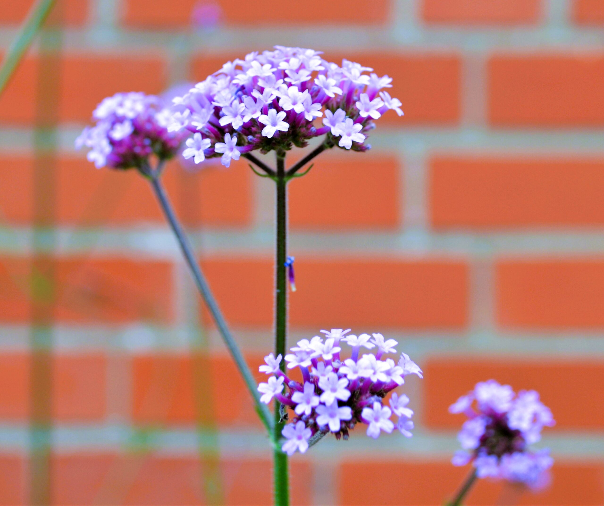 Patagonisches Eisenkraut