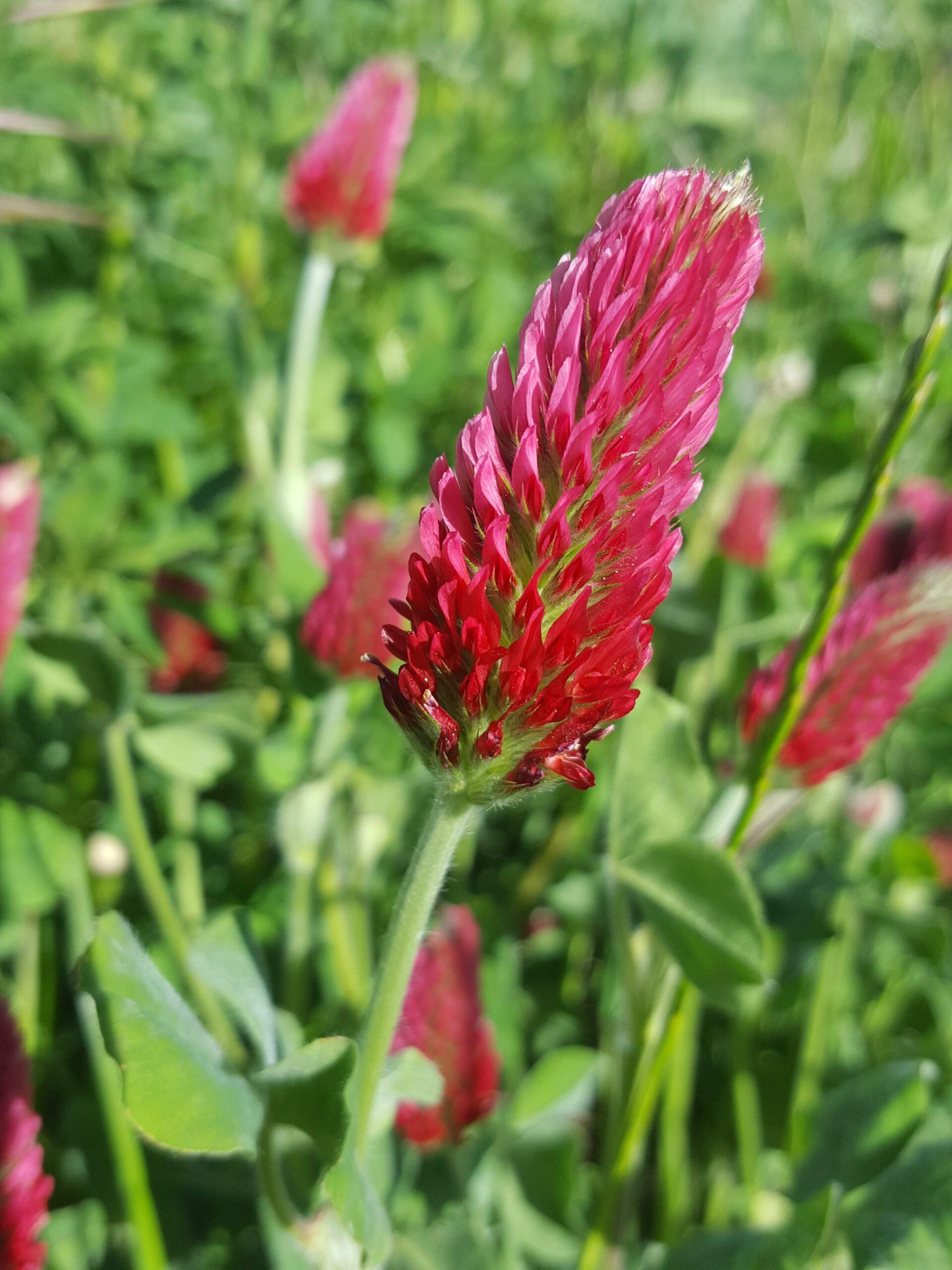12. Mai