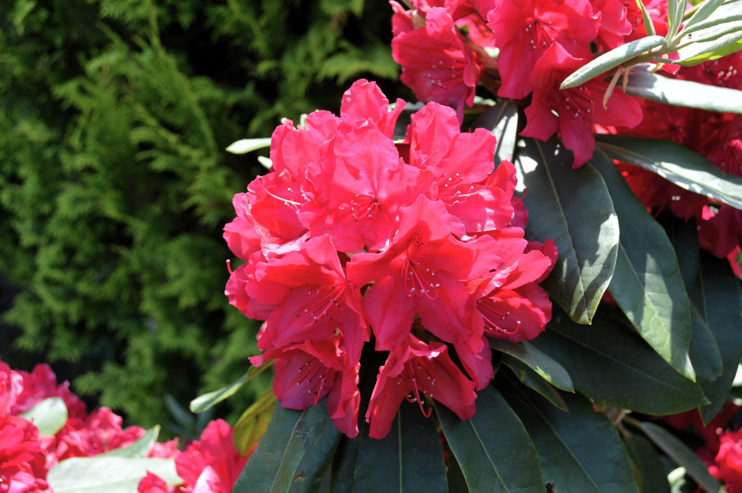 Rhododendron