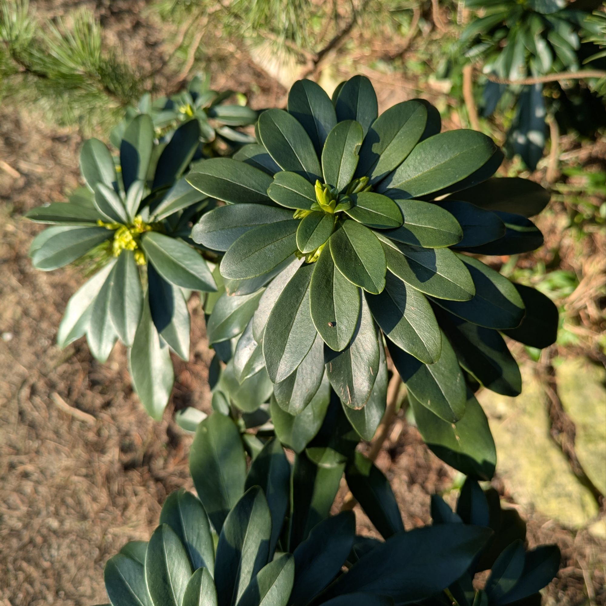 Botanischer Garten 6.3.25