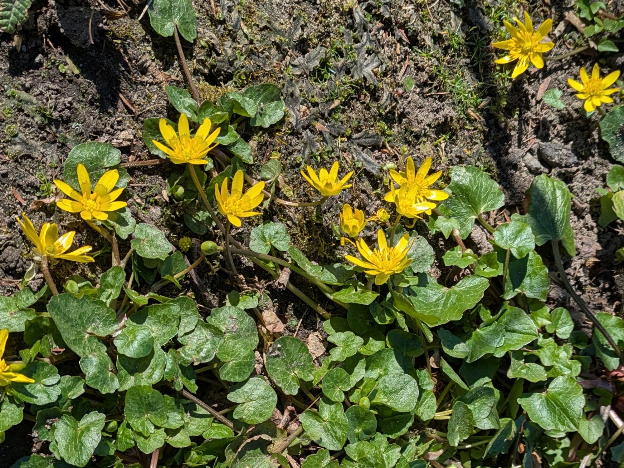 Botanischer Garten 26.3.25