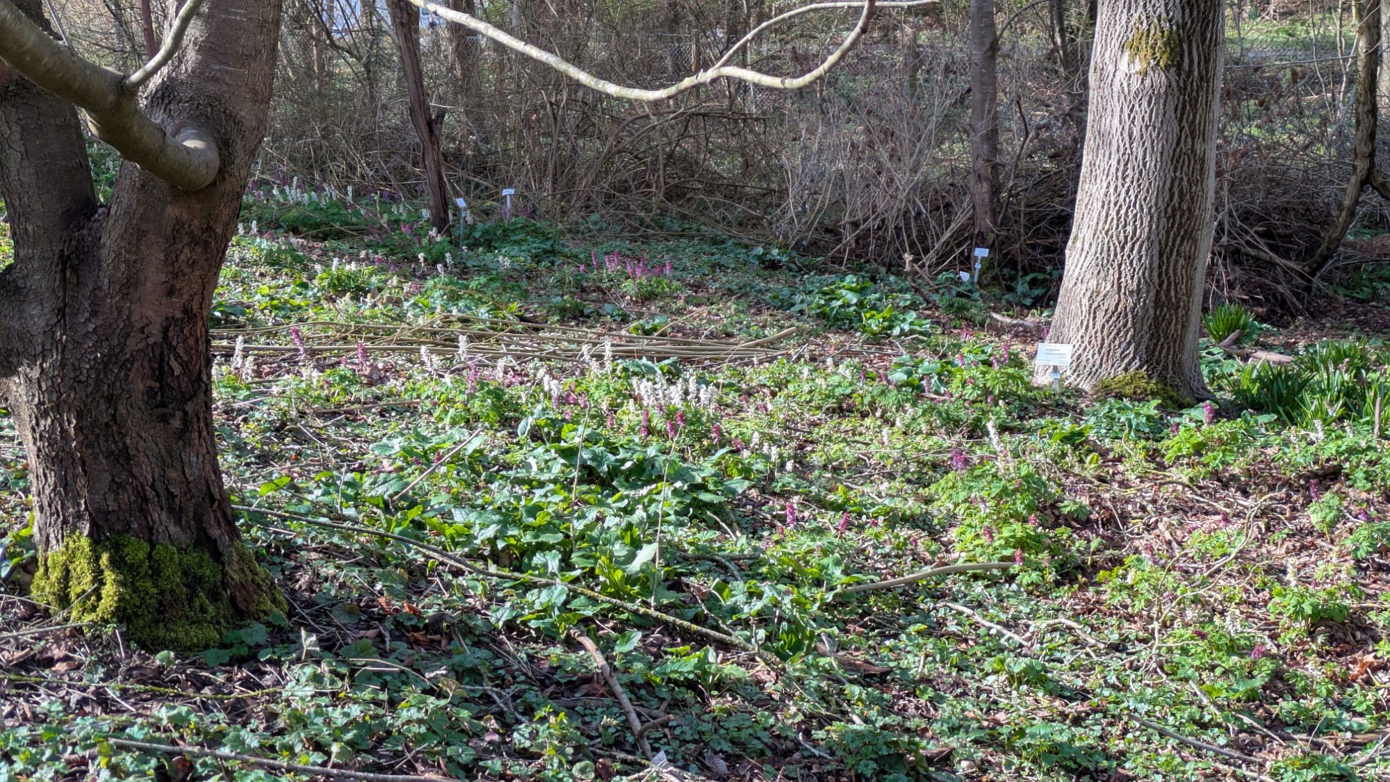 Botanischer Garten 30.3.26