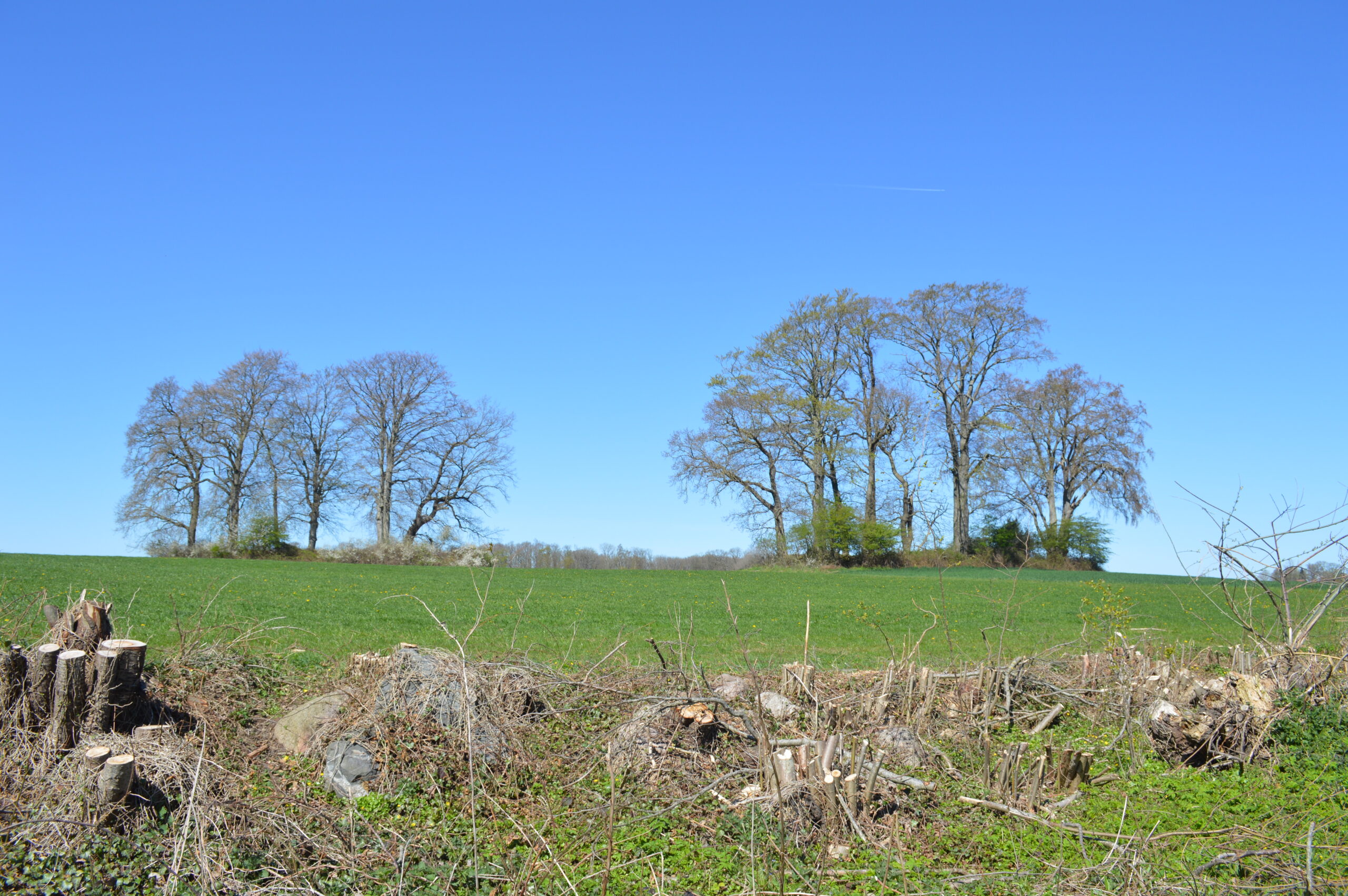 Dolmen bei Birkenmoor