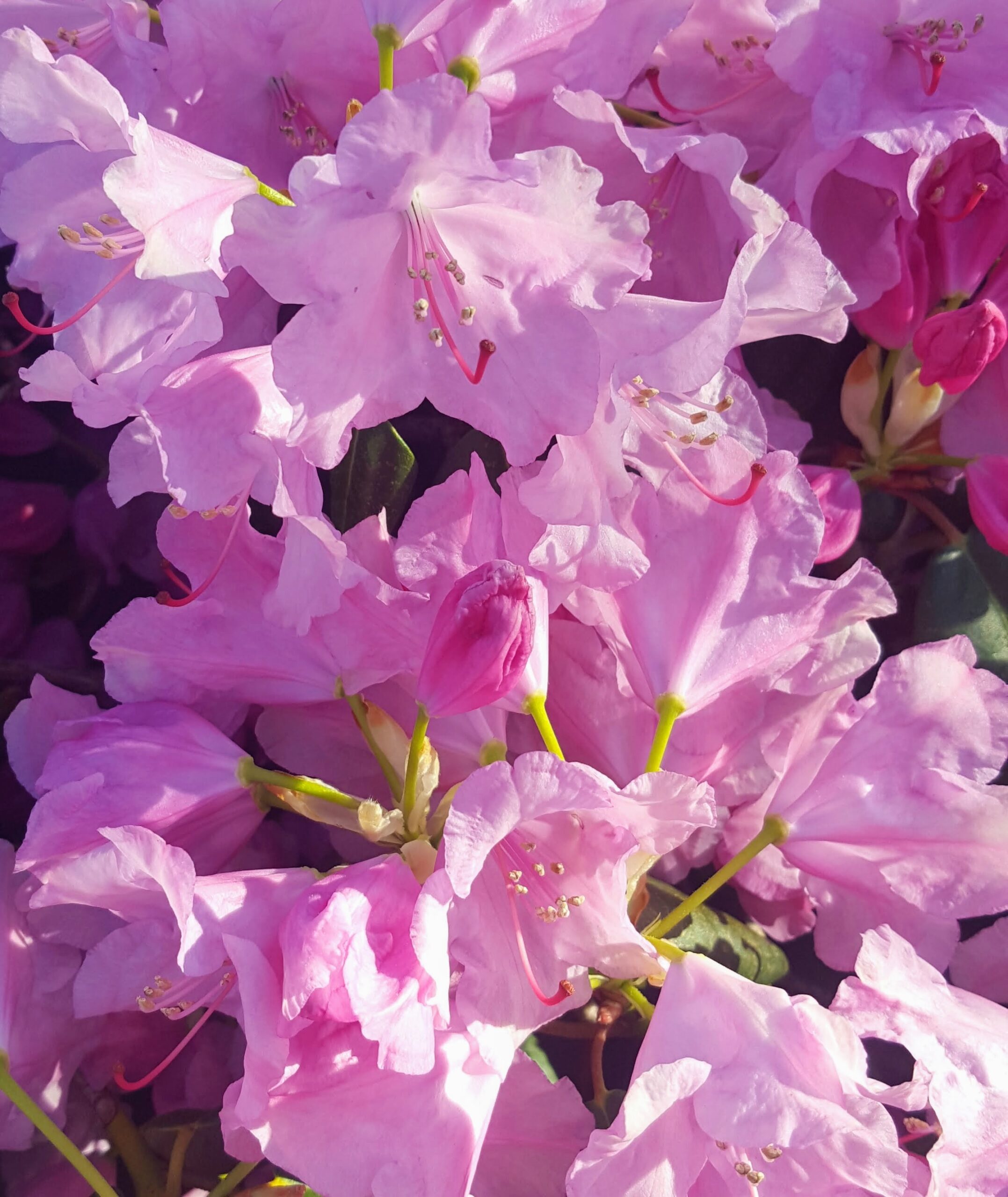 8. Mai