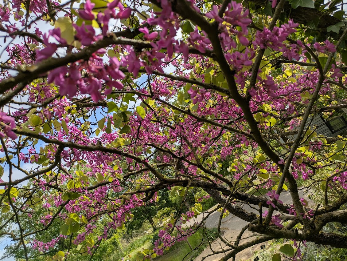 Botanischer Garten Mai 2025
