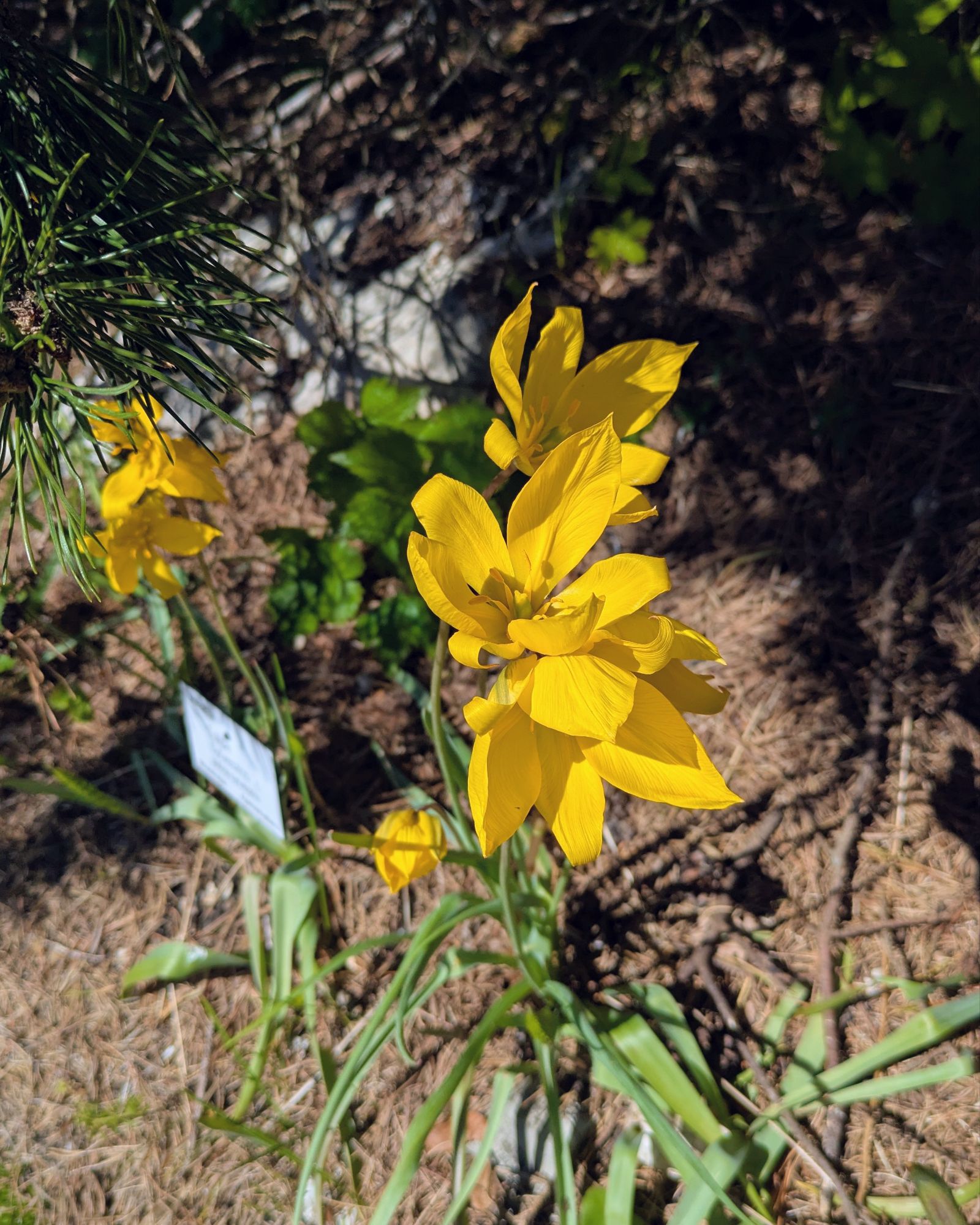 Botanischer Garten 26.4.26