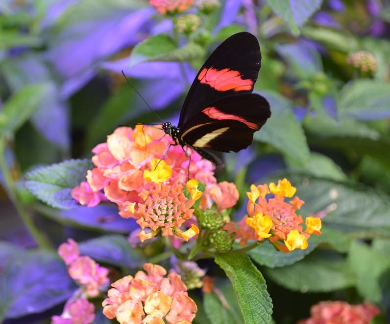 Schmetterlinge 2023