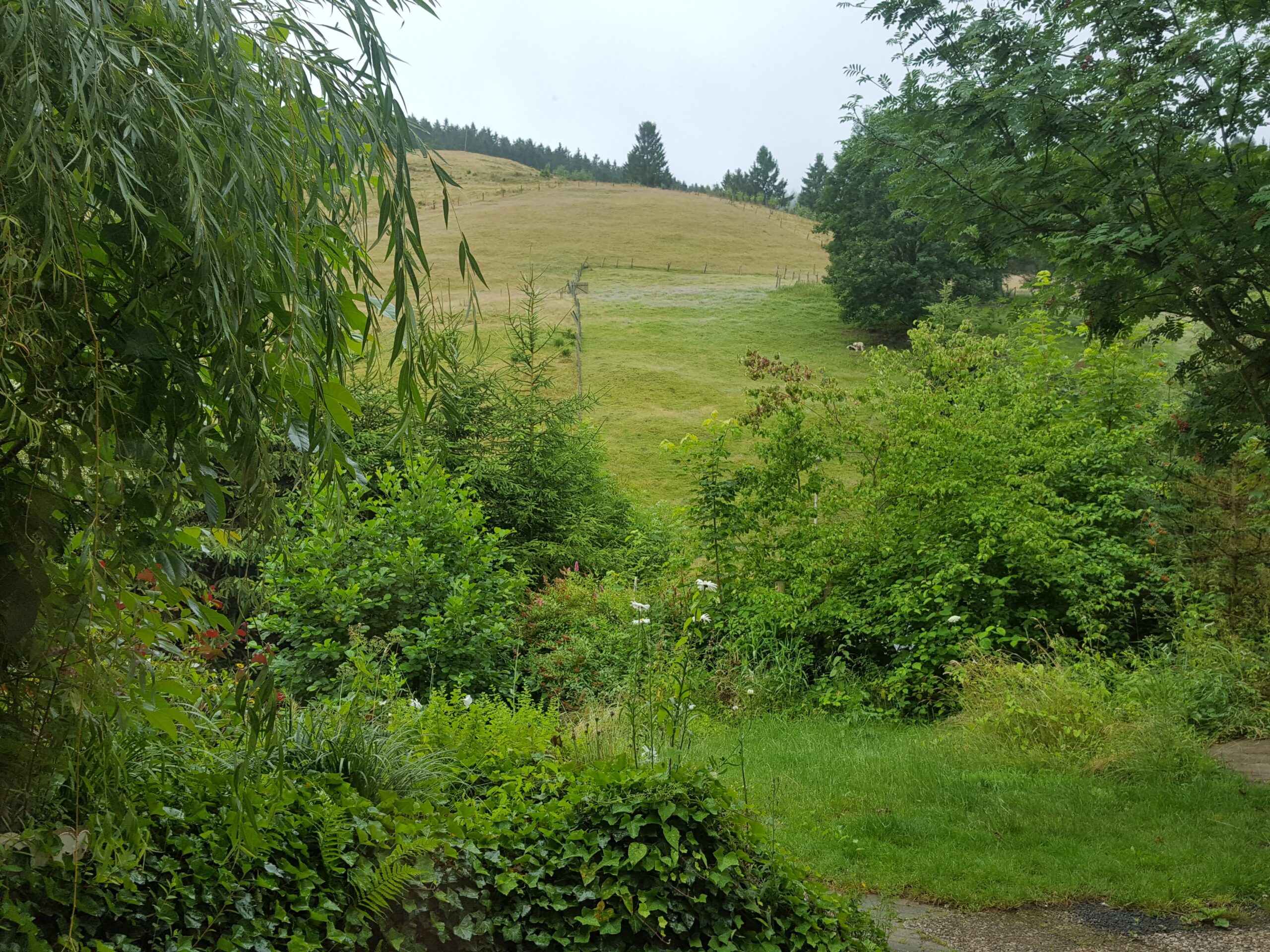 Harz 16.7.19