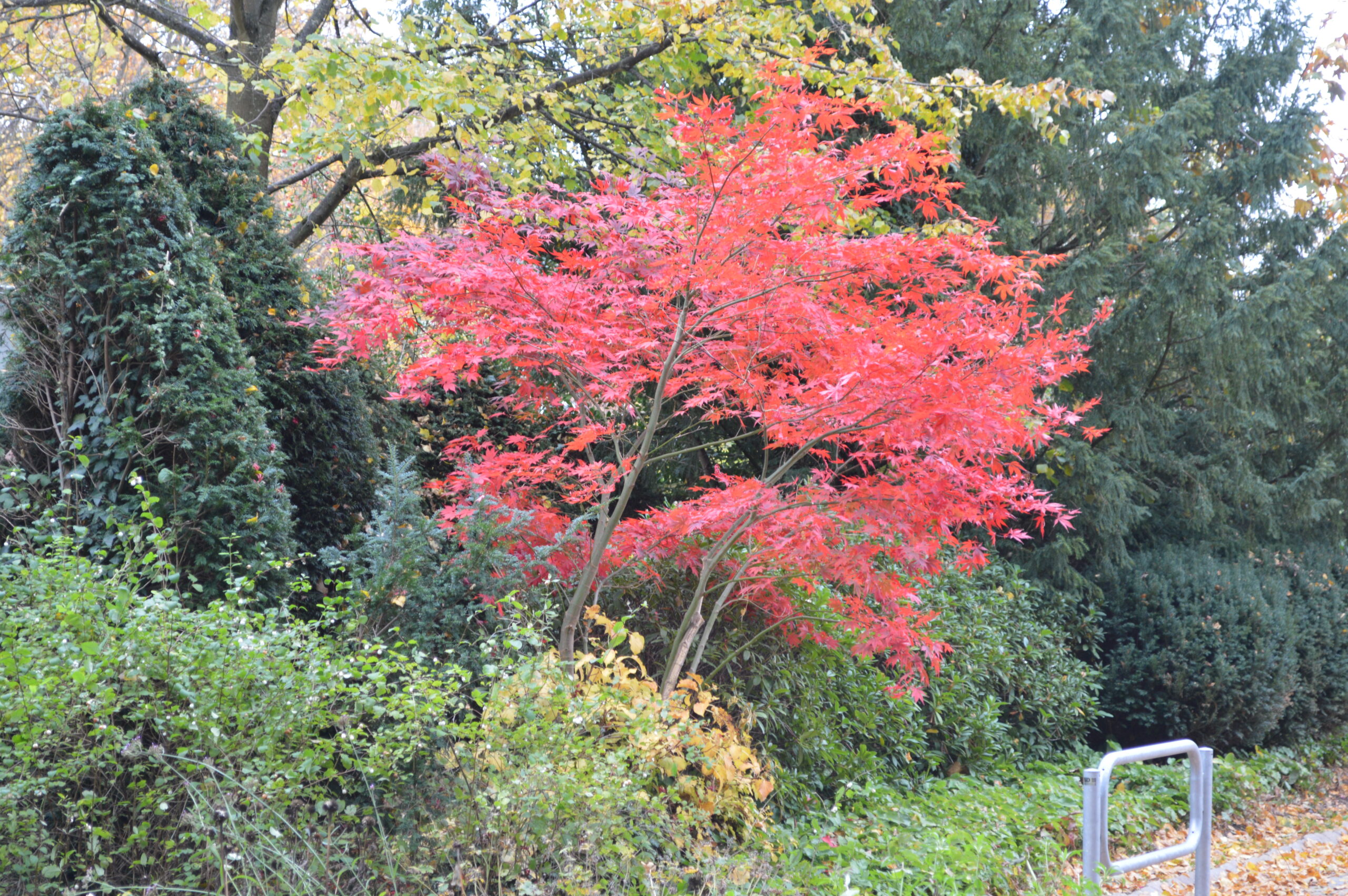 Nordfriedhof 5.11.23