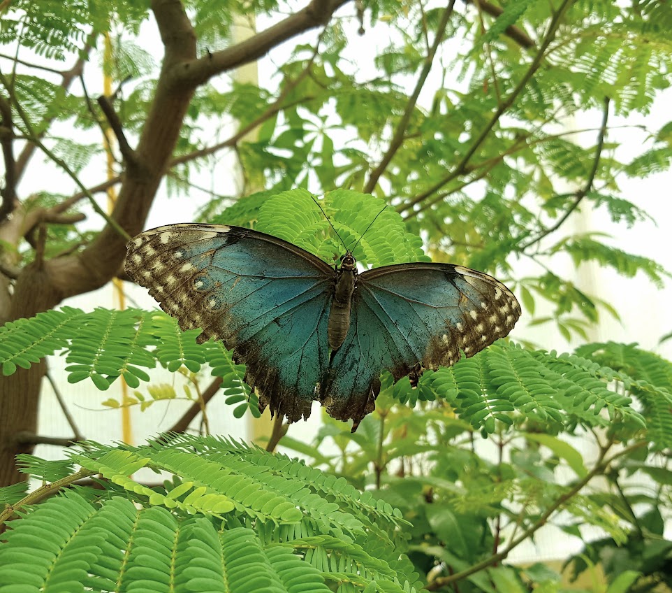 Schmetterlinge 2019