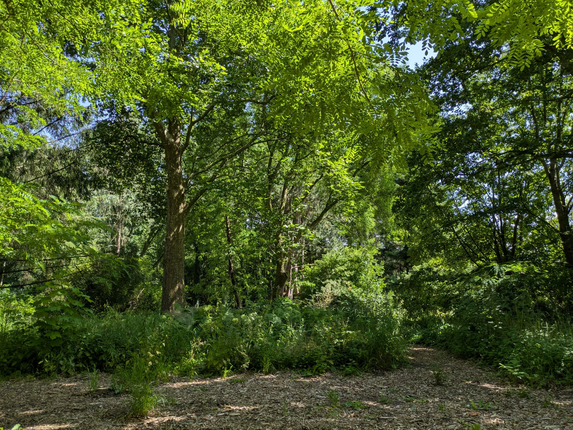 Botanischer Garten 12.7.26