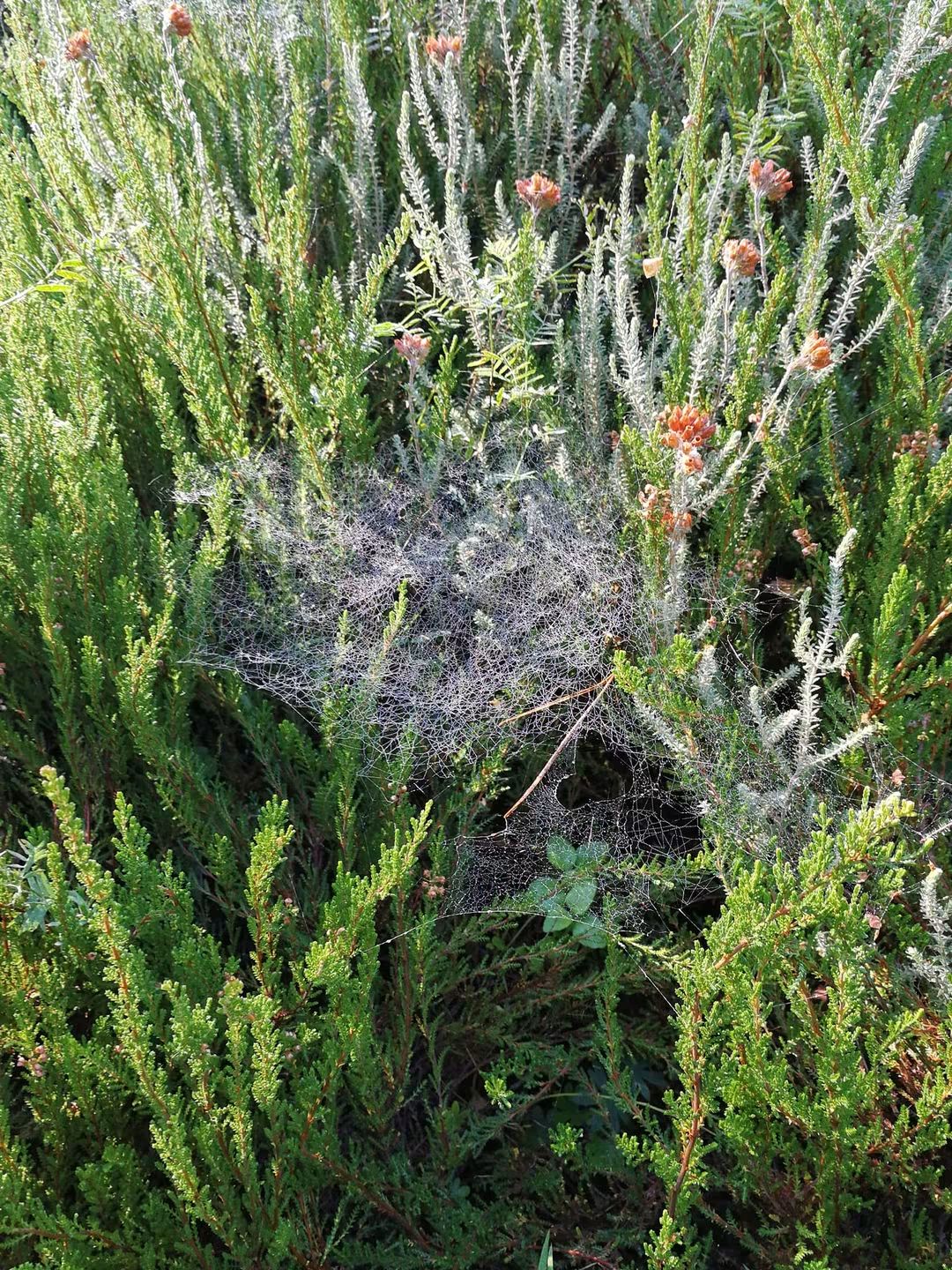 Spinnennetz
